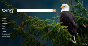 A royal eagle sitting on a branch in the forest. Bings traditional looking themed logo