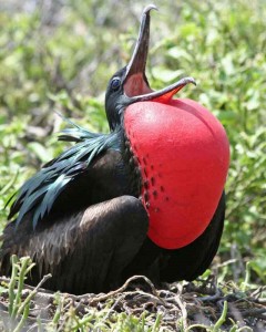 The power of red is demonstrated in nature and in animals as well. It can scare predators to attract females for mating. 