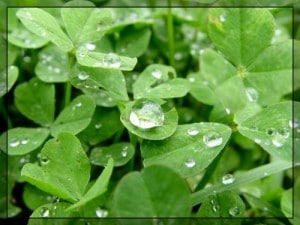 Clover symbolizes St Patricks Day and many logos are green