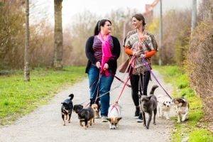 Two ladies walking 5 dogs. Going your pet sitting service is fun and sociable. 