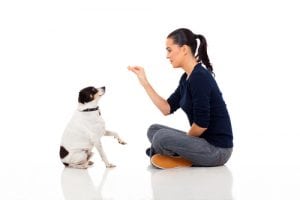 A woman sitting down teaching her dog new tricks. Marketing an animal company requires effective photos.