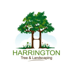 In Harrington Tree & Landscaping you can see two trees that have grown into one. Almost like holding hands.