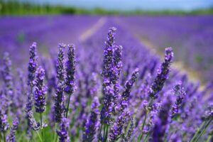 Photo of lavender in a field. Technology companies often use lighter shades of purple to symbolize creativity and innovation.