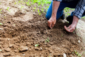 Man sowing plants in soil with his hands