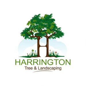 Two tall, green trees that have grown into one. Landscaping logo