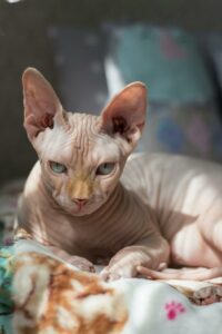 Selective Focus Photography of Sphinx Cat Lying on Bedspread.
