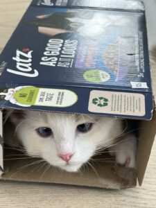 Tiny the cat. A cat of the breed Ragdoll. In a cat box with a cat logo