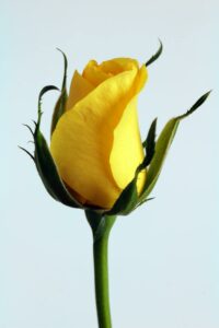 Yellow rose symbolising triadic color combination green and yellow: