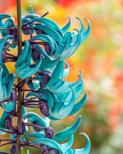 Jade Vine exotic flower which could inspire any logo