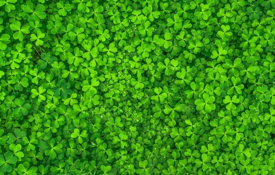 Lucky clovers to symbolise the power of the color green in green logo design.