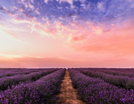 Lavender in long rows with a beautiful sky. Lavender logos are ofter used as a symbol for natural calming products