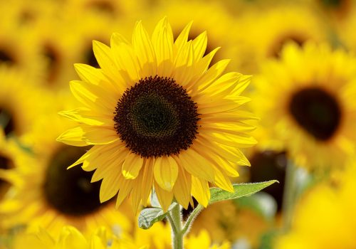 Big yellow sunflower in focus. Summer logo designs are usually inspired by the color yellow.