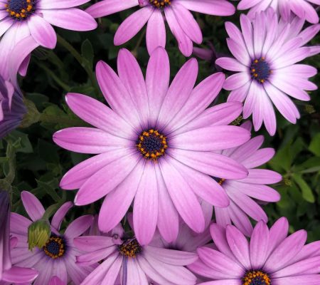 Pure purple flowers. The power of the color purple can easily be shown in purple logo designs