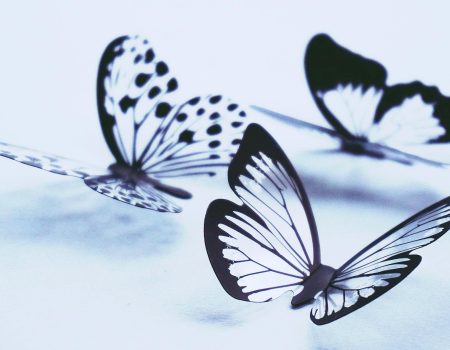 Butterflies can give inspiration to many butterfly logo ideas. 3 butterflies in grey and black