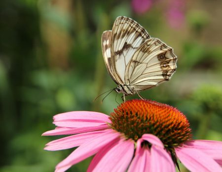 Butterfly On Pink Flower