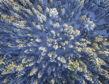 Aerial Photography of Green Leafed Trees. Frost colors