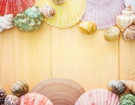 Assorted-color Seashells for summer color trends Assorted-color Seashells for summer color trends