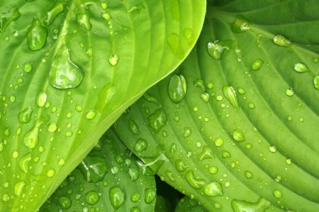 Raindrops on big green leaves illustration the beauty and power of the color green
