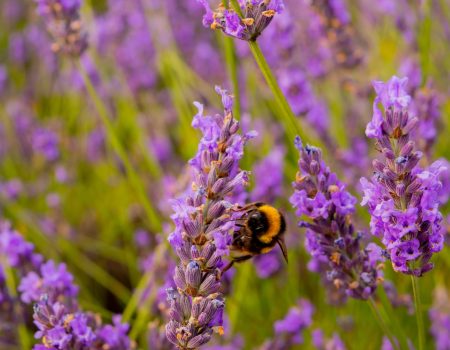 Beautiful lavender and a bee. Lavender logo design is romantic and memorable.