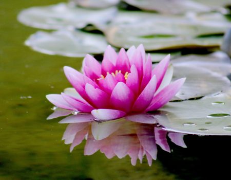 Pink Lotus flower often seen as a flower in yoga logos