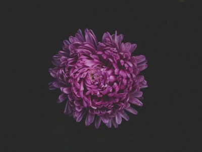 A purple flower on a black background to symbolize not to give up on your dreams and finish your logo design projects.