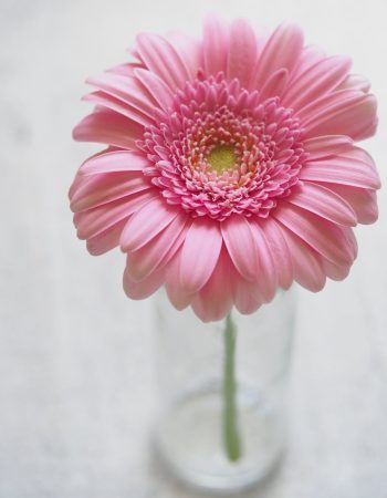 Pink flower in a little vase