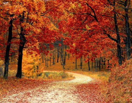Photo of red leaves in a forest. Fall is the perfect time to rebrand Red Leaf Trees Near the Road. Fall is the perfect time to rebrand